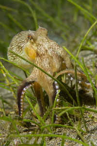 Octo-Walk by Tony Cherbas 